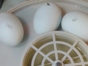 S1: E10 The cycle of life