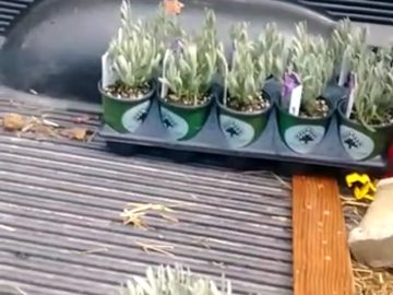 S1: E2 Trip to wholesale Lavender supplier