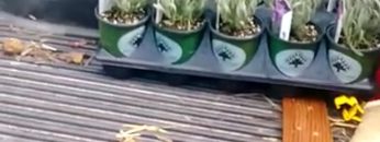 S1: E2 Trip to wholesale Lavender supplier