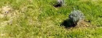 S1: E4 First day of planting newly purchased lavender