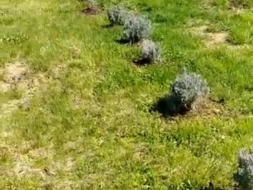 S1: E4 First day of planting newly purchased lavender