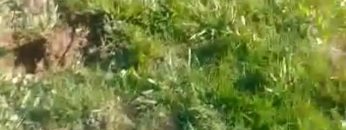 S1: E6 Fertilizing lavender