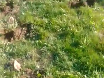 S1: E6 Fertilizing lavender