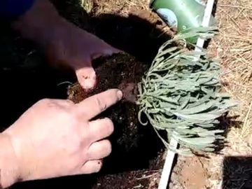 S1: E7 Dave acting like the lavender SME