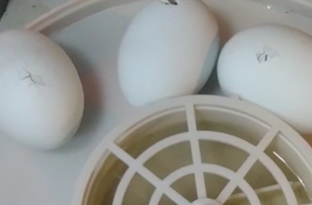 S1: E10 The cycle of life