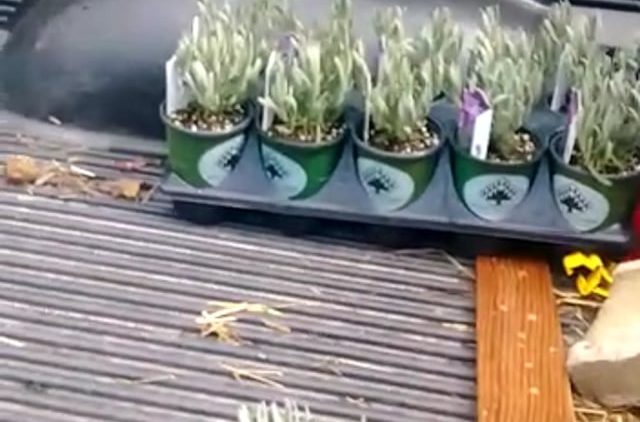 S1: E2 Trip to wholesale Lavender supplier