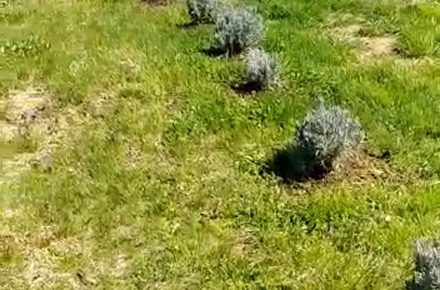 S1: E4 First day of planting newly purchased lavender